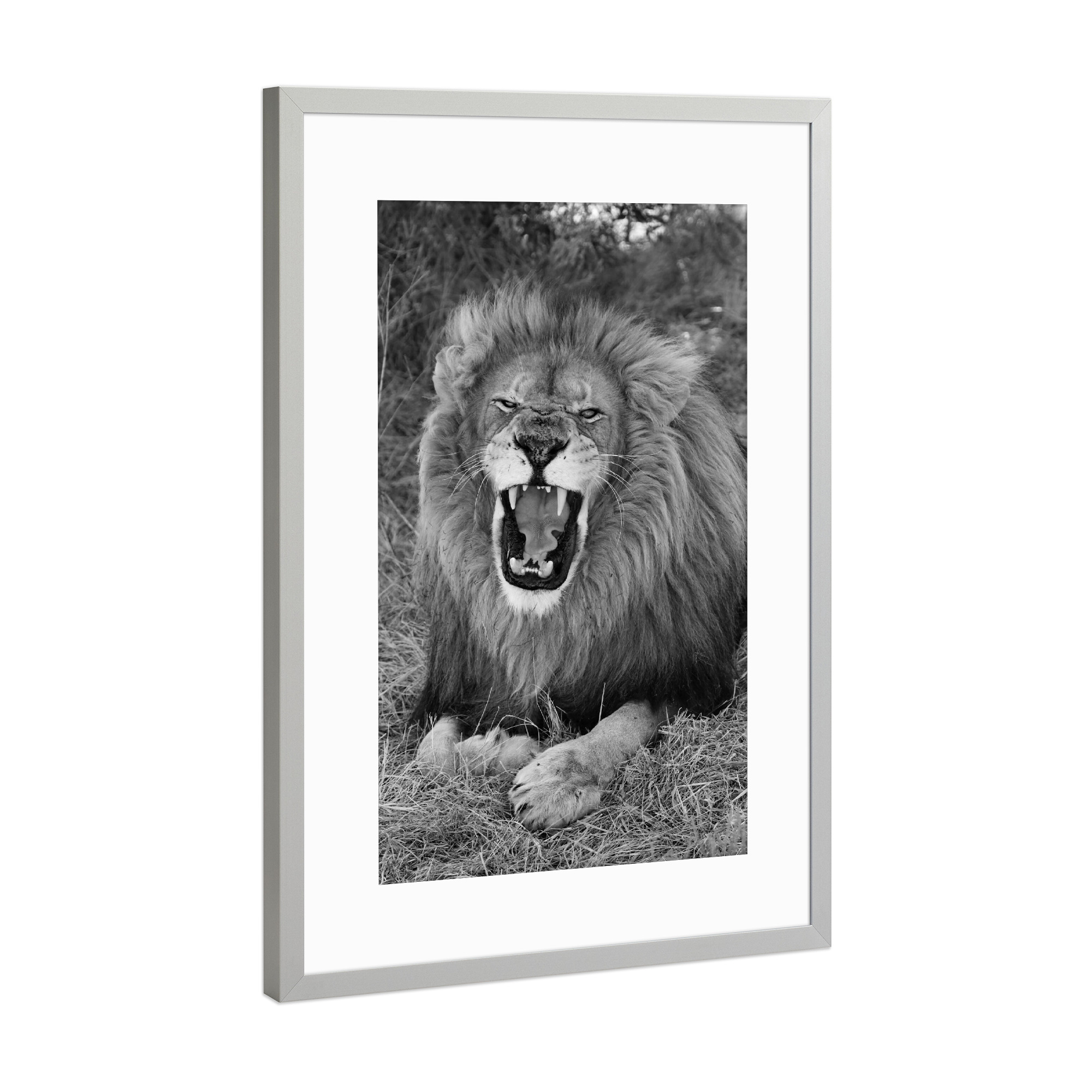 Poster mit Rahmen Silber "Löwen König gähnt" artboxONE - Natur,Tiere,Schwarzweiß,Reise / Afrika