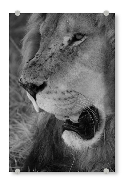 Acrylglasbild "Löwen Gesicht Nahaufnahme" artboxONE - Natur,Tiere,Schwarzweiß,Reise / Afrika