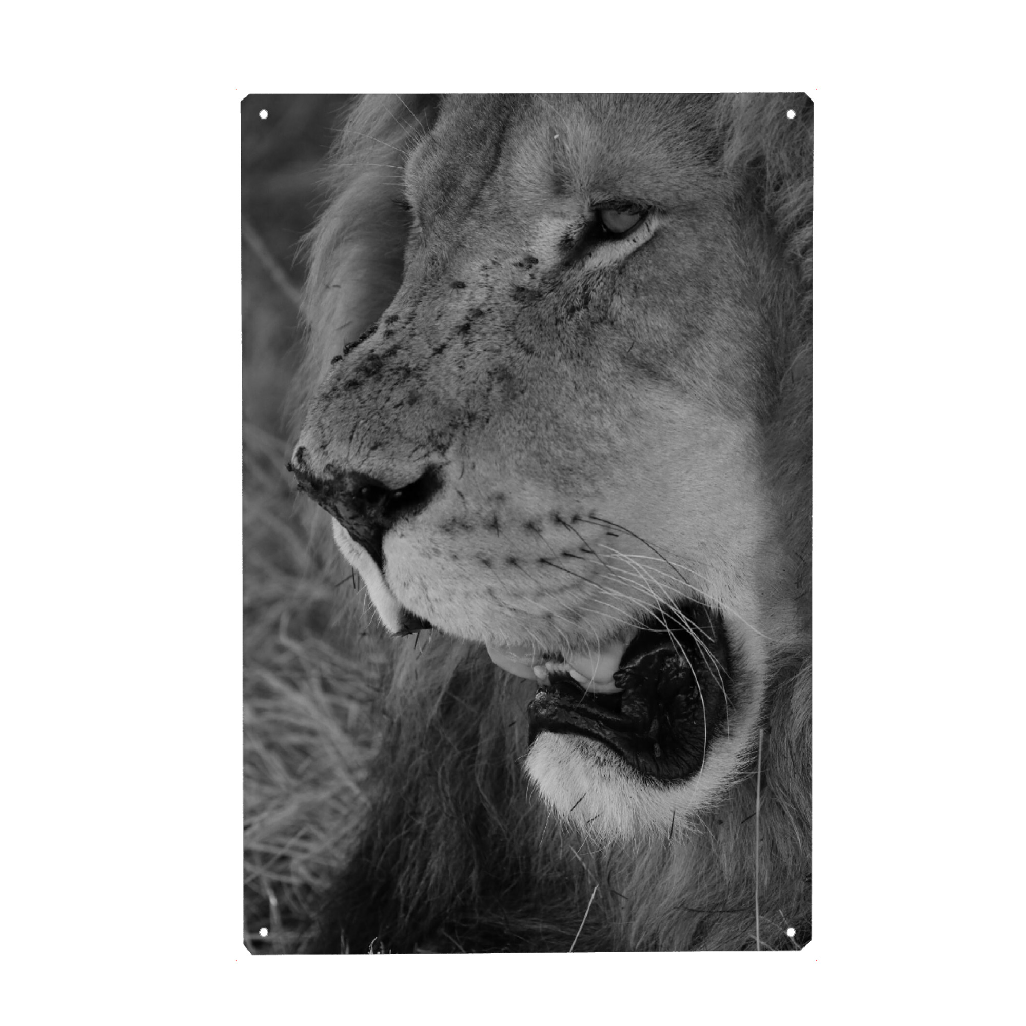 Metall Poster "Löwen Gesicht Nahaufnahme" artboxONE - Natur,Tiere,Schwarzweiß,Reise / Afrika