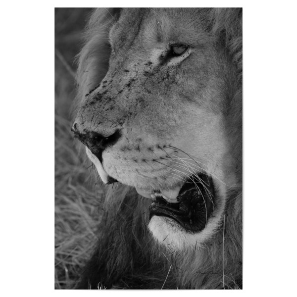 Poster 30x20 cm "Löwen Gesicht Nahaufnahme" artboxONE - Natur,Tiere,Schwarzweiß,Reise / Afrika