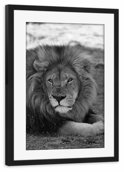 Poster mit Rahmen schwarz "König der Löwen in Afrika" artboxONE - Natur,Tiere,Schwarzweiß,Reise / Afrika