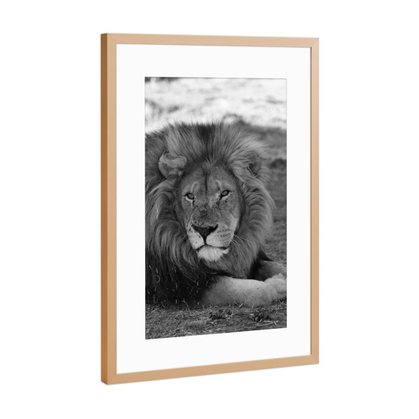 Poster mit Rahmen Kupfer "König der Löwen in Afrika" artboxONE - Natur,Tiere,Schwarzweiß,Reise / Afrika