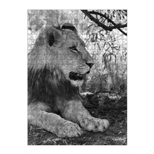 Puzzle Ravensburger "Junges Löwen Männchen Portrait" artboxONE - Natur,Tiere,Schwarzweiß,Reise / Afrika