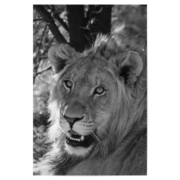 Poster 30x20 cm "Junges Löwen Männchen in Afrika" artboxONE - Natur,Tiere,Schwarzweiß,Reise / Afrika - Löwe,Männchen,Afrika,Katze,Animal,Nature,Wild