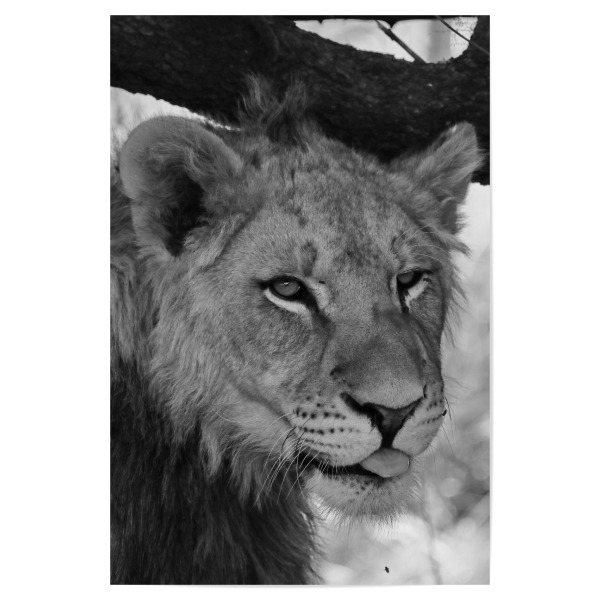 Poster "Junger Löwe posiert" artboxONE - Natur,Tiere,Schwarzweiß,Reise / Afrika - Löwe,Posieren,Afrika,Katze,Nature,Wild,Animal