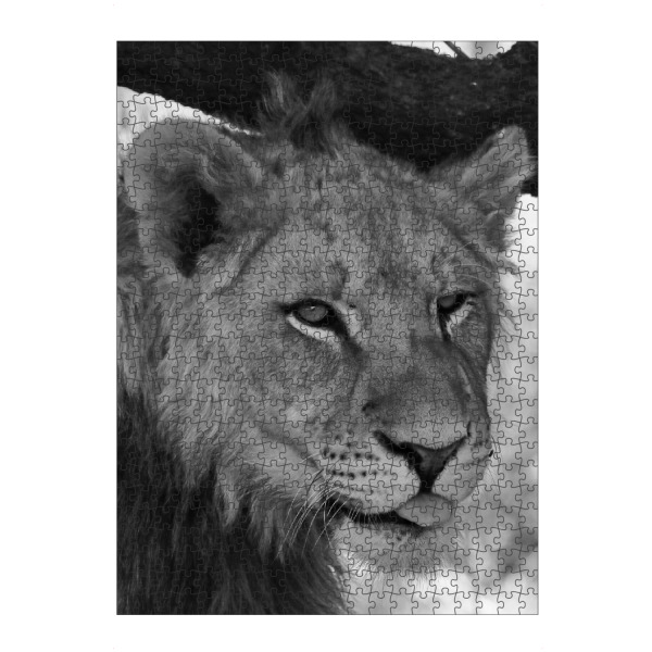 Puzzle Ravensburger "Junger Löwe posiert" artboxONE - Natur,Tiere,Schwarzweiß,Reise / Afrika - Löwe,Posieren,Afrika,Katze,Nature,Wild,Animal