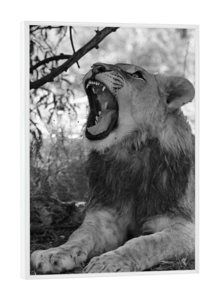 Poster mit weißem Rahmen "Junger Löwe gähnt" artboxONE - Natur,Tiere,Schwarzweiß,Reise / Afrika