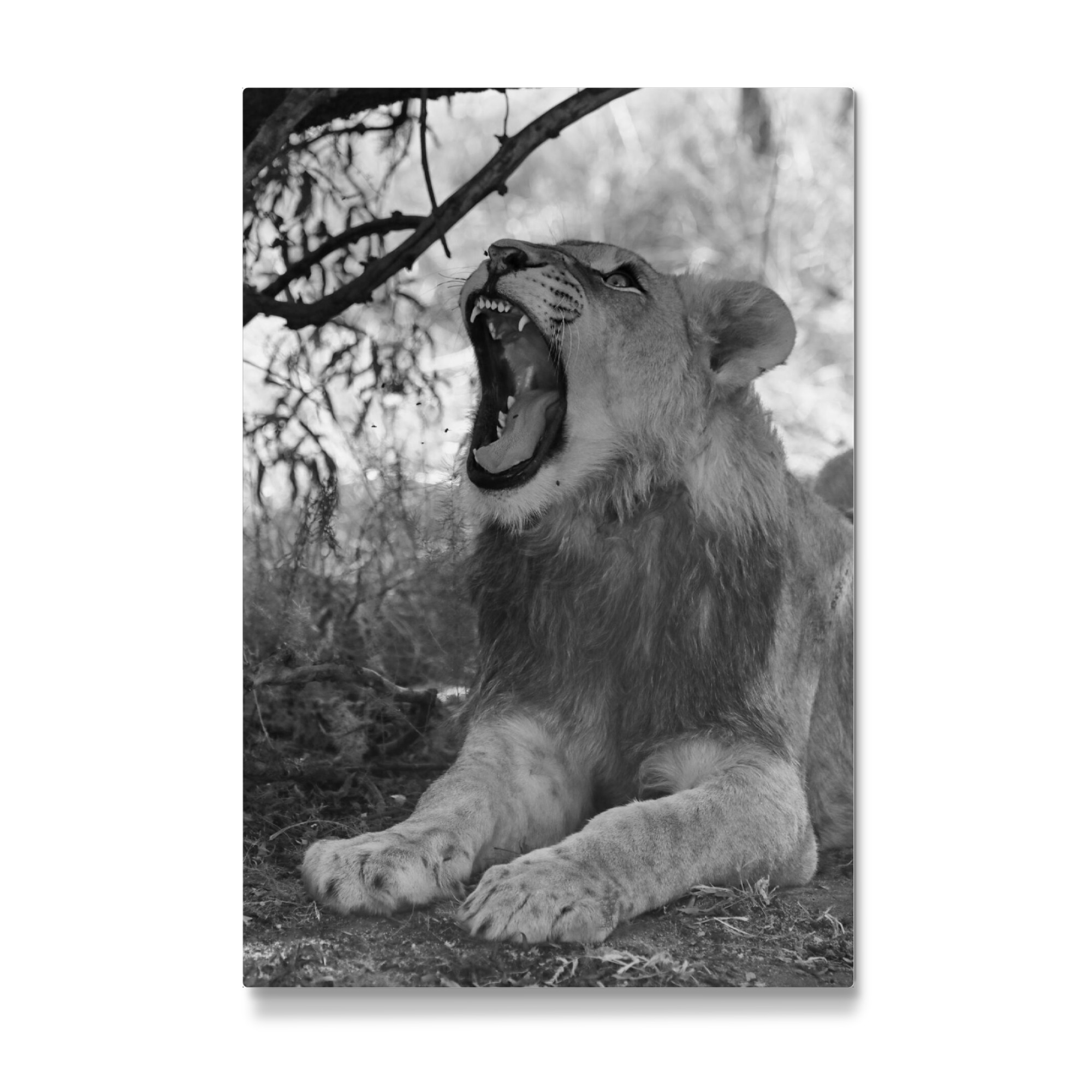 Galerie-Print "Junger Löwe gähnt" 75x50 cm artboxONE