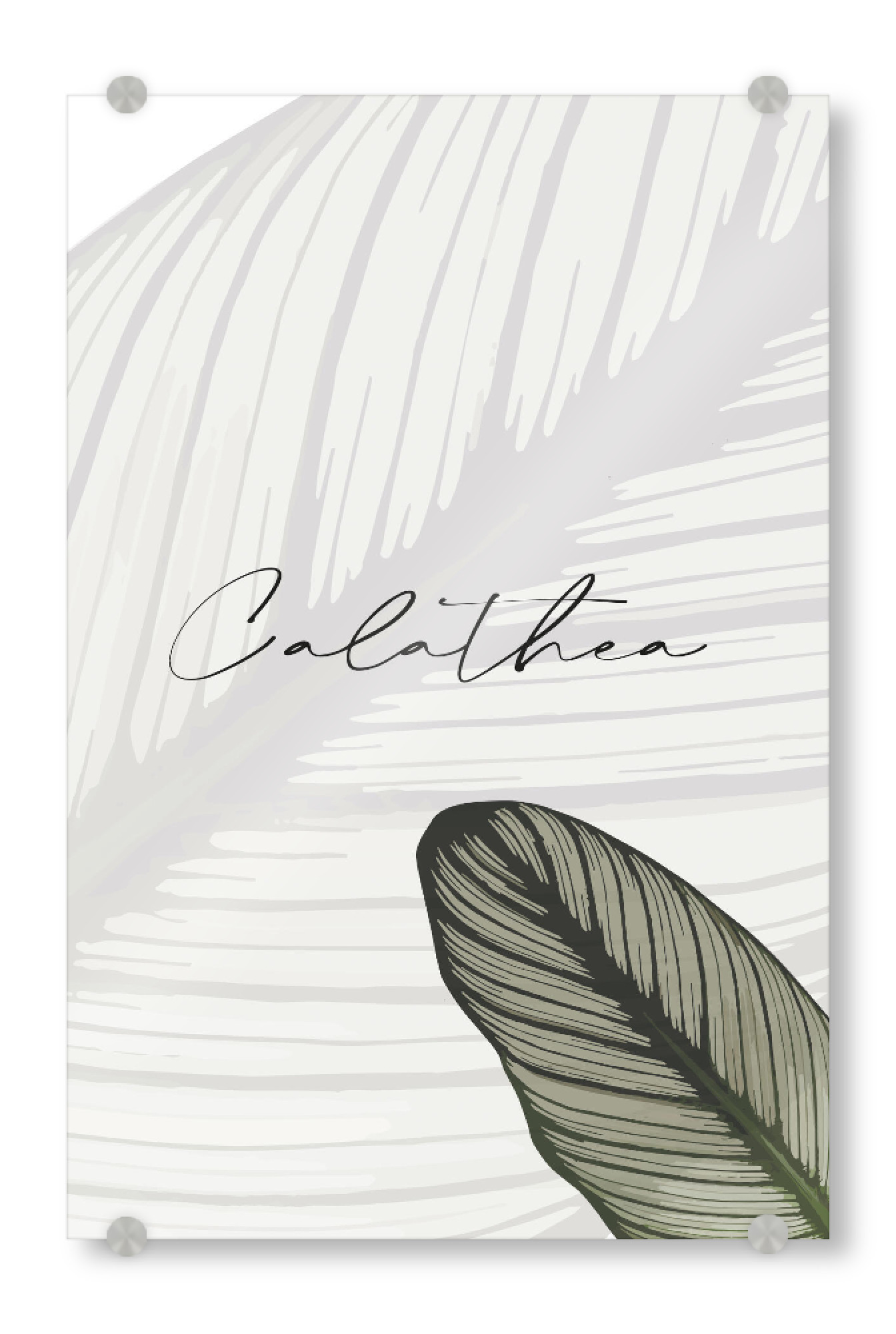 Acrylglasbild "Calathea Pflanzen" artboxONE - Typografie,Natur,Floral - Pflanze,Calathea,Typografie,Zimmerpflanze,Pflanzenliebe,Botanical,Typo,Floral