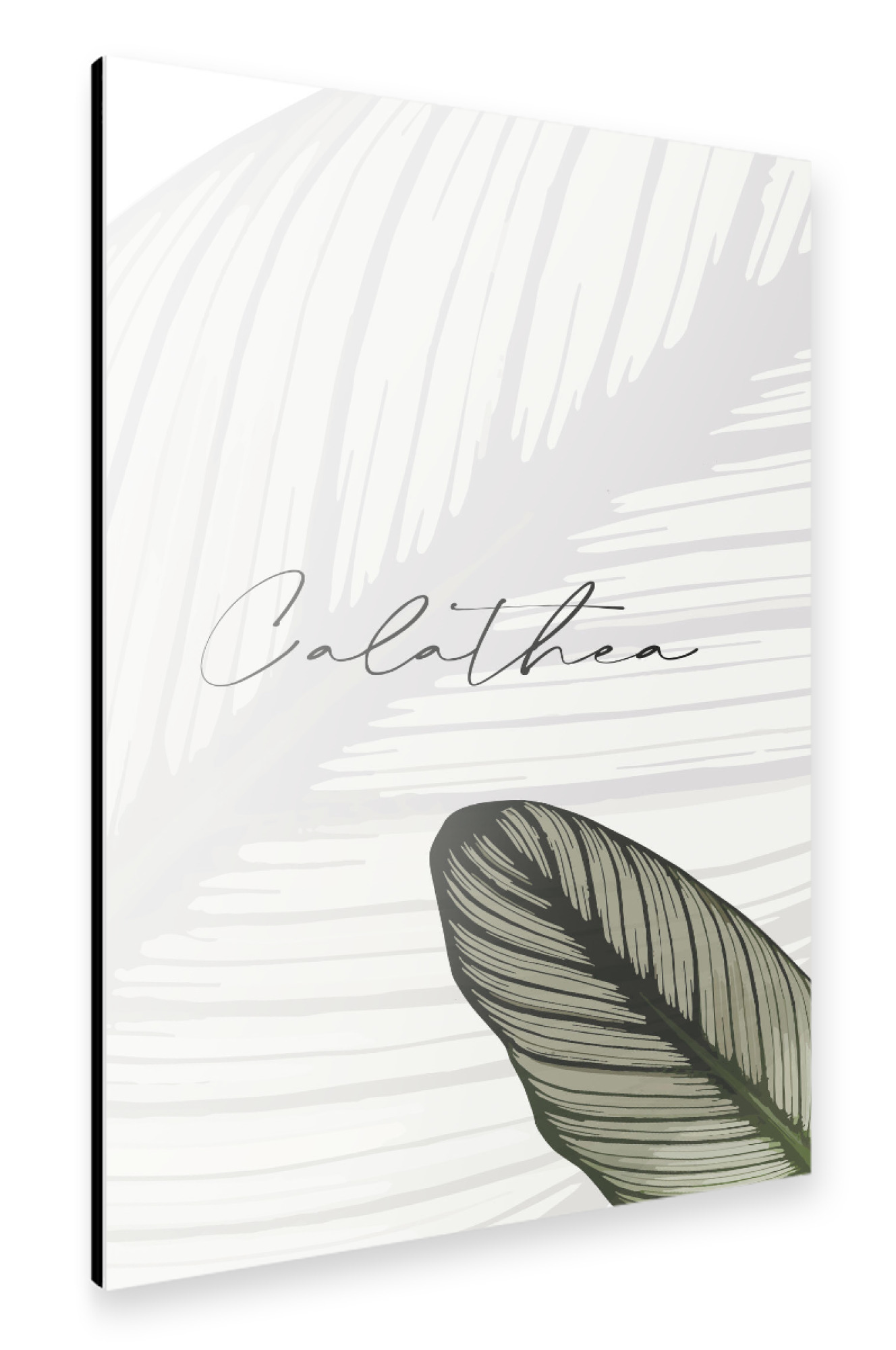 Alu-Dibond "Calathea Pflanzen" 30x20 cm artboxONE
