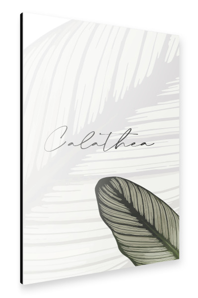 Alu-Dibond "Calathea Pflanzen" 30x20 cm artboxONE