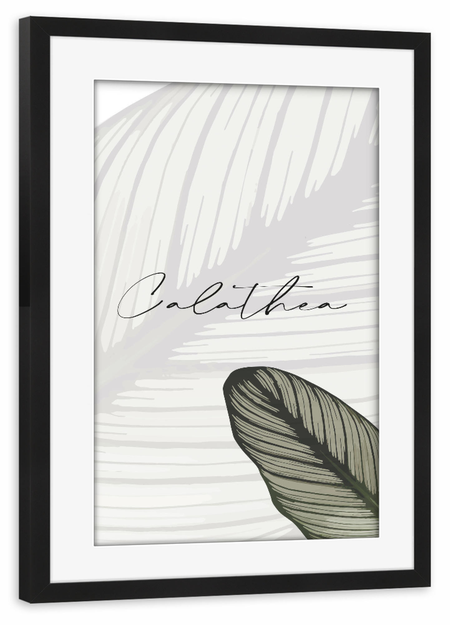 Poster mit Rahmen schwarz "Calathea Pflanzen" artboxONE - Typografie,Natur,Floral