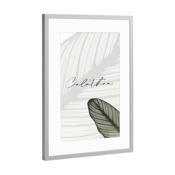 Poster mit Rahmen Silber "Calathea Pflanzen" artboxONE - Typografie,Natur,Floral