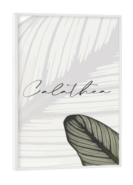 Poster mit weißem Rahmen "Calathea Pflanzen" artboxONE - Typografie,Natur,Floral