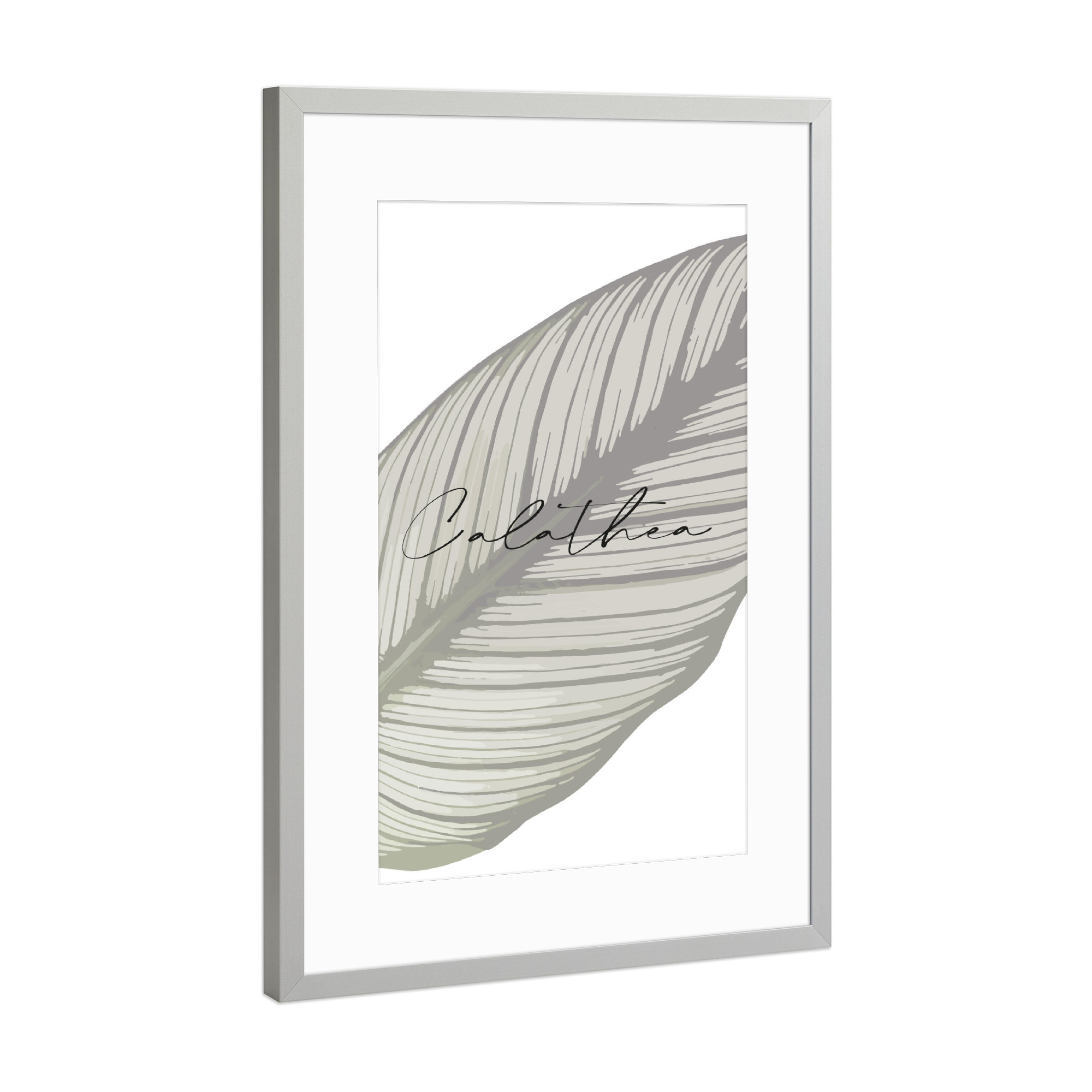 Poster mit Rahmen Silber "Pflanze Calathea" artboxONE - Typografie,Natur,Floral