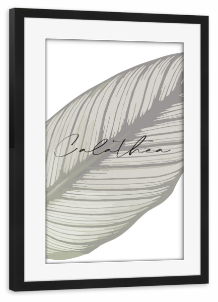 Poster mit Rahmen schwarz "Pflanze Calathea" artboxONE - Typografie,Natur,Floral
