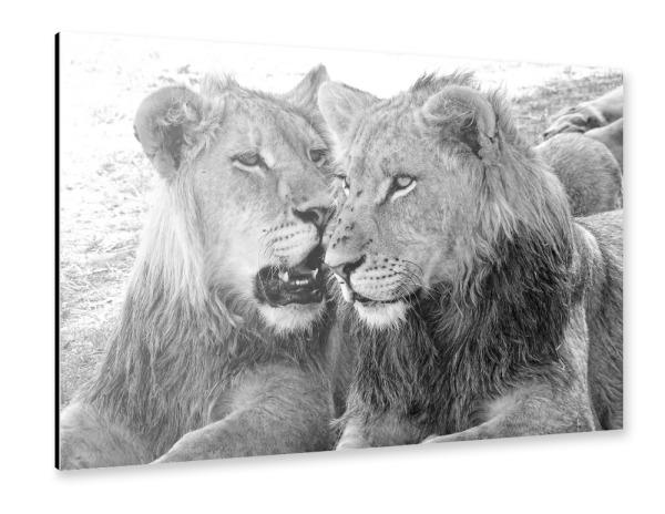 Alu-Dibond "Löwen Brüder" 30x20 cm artboxONE