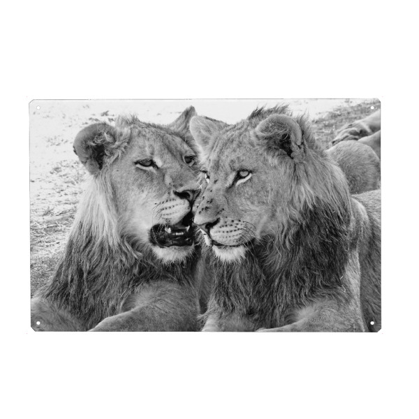 Holzbild "Löwen Brüder" artboxONE - Natur,Tiere,Schwarzweiß,Reise / Afrika - Löwe,Brüder,Afrika,Großkatze,Animal,Nature,Wild,Family,Love,Blackandwhite