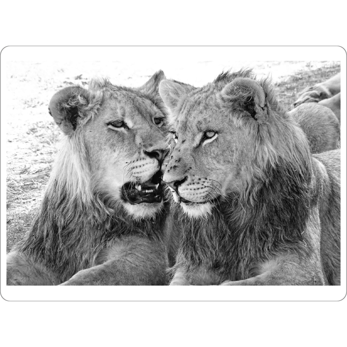 Tischset "Löwen Brüder" artboxONE - Natur,Tiere,Schwarzweiß,Reise / Afrika - Löwe,Brüder,Afrika,Großkatze,Animal,Nature,Wild,Family,Love,Blackandwhite