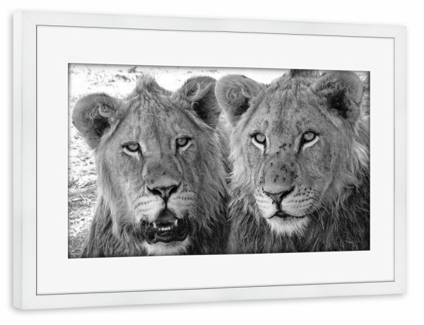 Poster mit Rahmen weiß "Zwei Löwen Brüder" artboxONE - Natur,Tiere,Schwarzweiß,Reise / Afrika - Löwe,Großkatze,Afrika,Brüder,Animal,Nature,Wild,Family