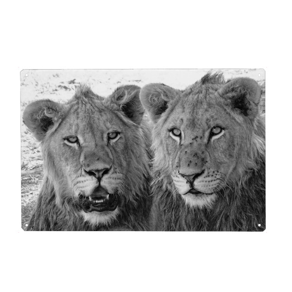 Holzbild "Zwei Löwen Brüder" artboxONE - Natur,Tiere,Schwarzweiß,Reise / Afrika - Löwe,Großkatze,Afrika,Brüder,Animal,Nature,Wild,Family