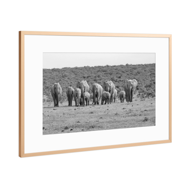 Poster mit Rahmen Kupfer "Addo Elefanten Gruppe" artboxONE - Natur,Tiere,Schwarzweiß,Reise / Afrika