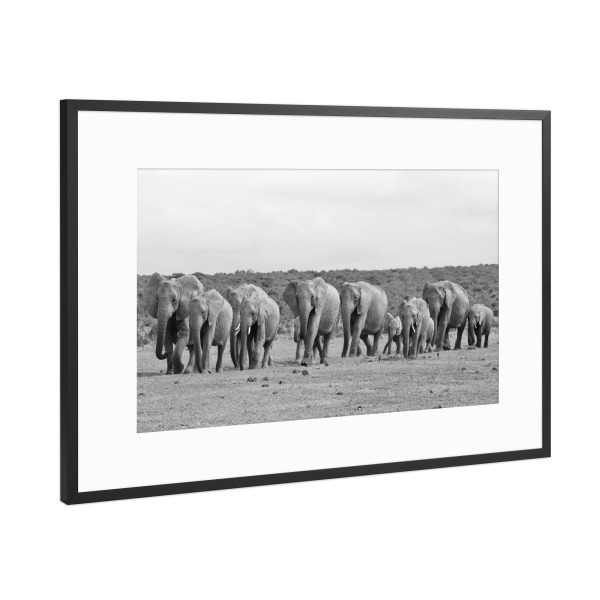 Poster mit Rahmen Schwarz (Metallic) "Addo Elefanten Familie" artboxONE - Natur,Tiere,Schwarzweiß,Reise / Afrika