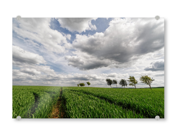 Acrylglasbild "Feld mit Baumreihe" artboxONE - Natur,Abstrakt