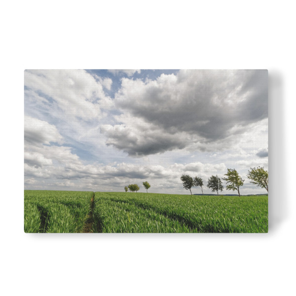 Leinwandbild "Feld mit Baumreihe" artboxONE - Natur,Abstrakt