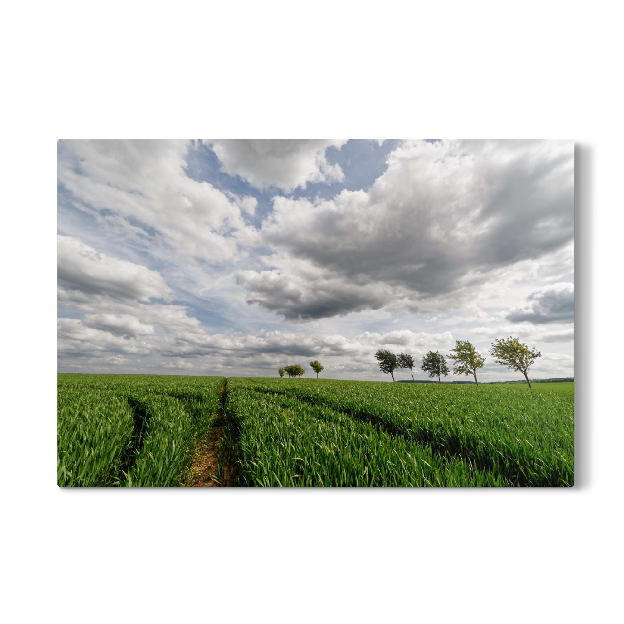 Galerie-Print "Feld mit Baumreihe" 30x20 cm artboxONE