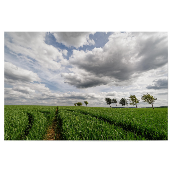 Poster "Feld mit Baumreihe" artboxONE - Natur,Abstrakt