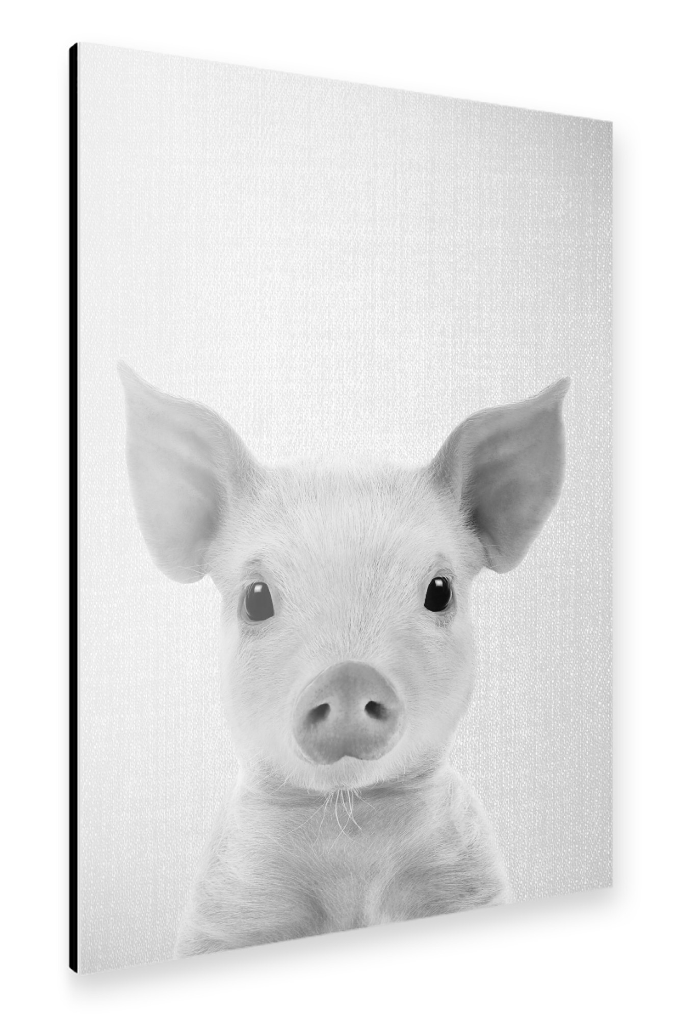Alu-Dibond "Piglet - Black & White" 30x20 cm artboxONE