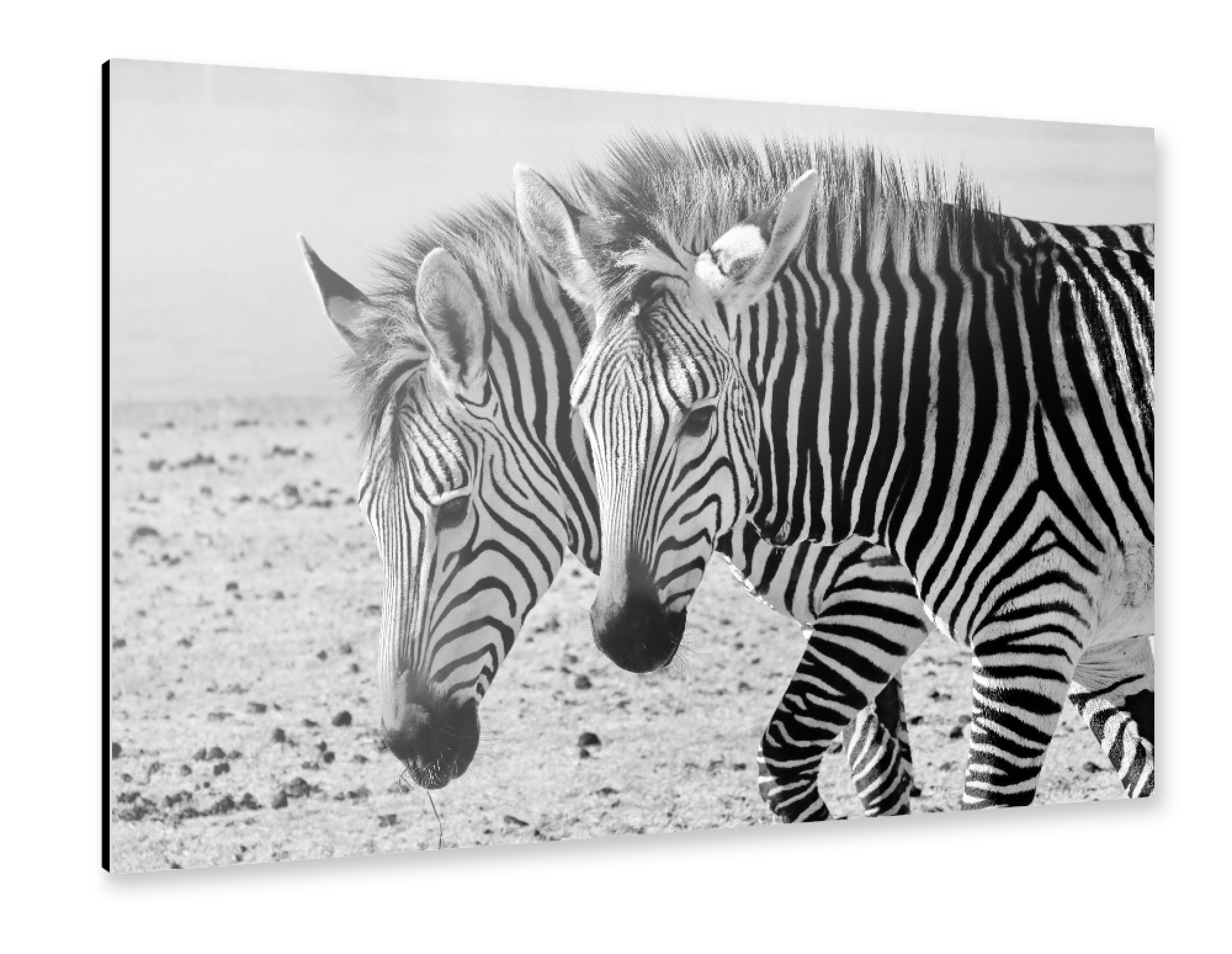 Alu-Dibond "2 Zebras" 75x50 cm artboxONE