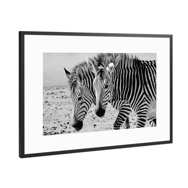 Poster mit Rahmen Schwarz (Metallic) "2 Zebras" artboxONE - Natur,Tiere,Schwarzweiß,Reise / Afrika