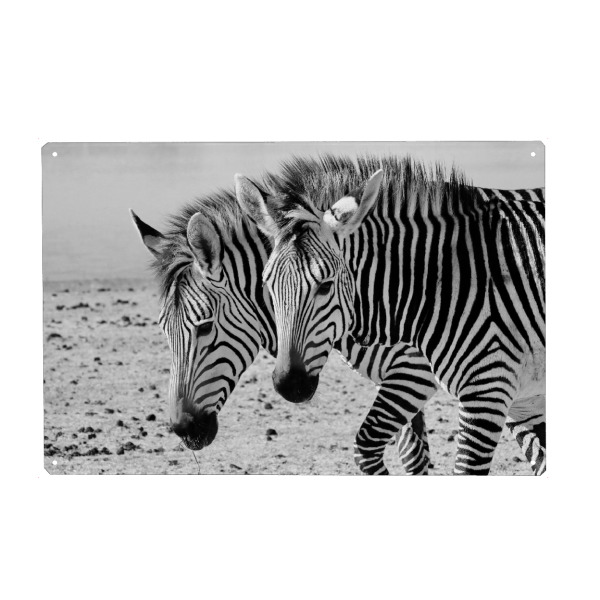 Holzbild "2 Zebras" artboxONE - Natur,Tiere,Schwarzweiß,Reise / Afrika