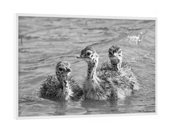 Poster mit weißem Rahmen "Straussen Babies im Wasser" artboxONE - Natur,Tiere,Schwarzweiß,Reise / Afrika
