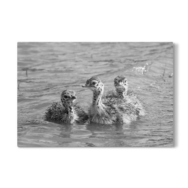 Galerie-Print "Straussen Babies im Wasser" 30x20 cm artboxONE