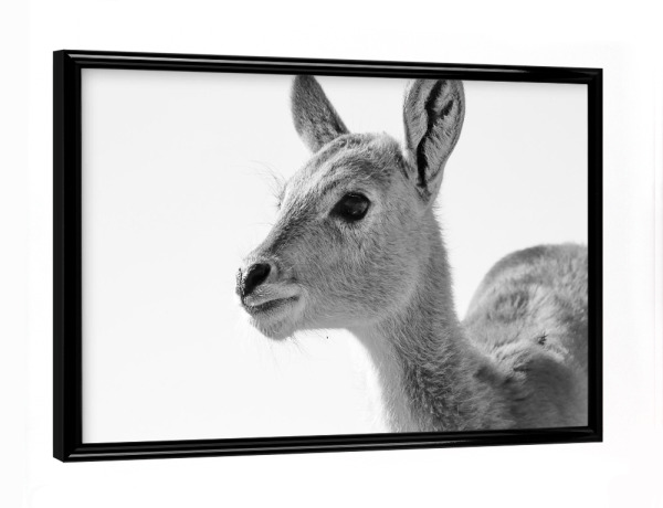 Poster mit schwarzem Rahmen "Sumpfantilopen Baby" artboxONE - Natur,Tiere,Schwarzweiß,Reise / Afrika