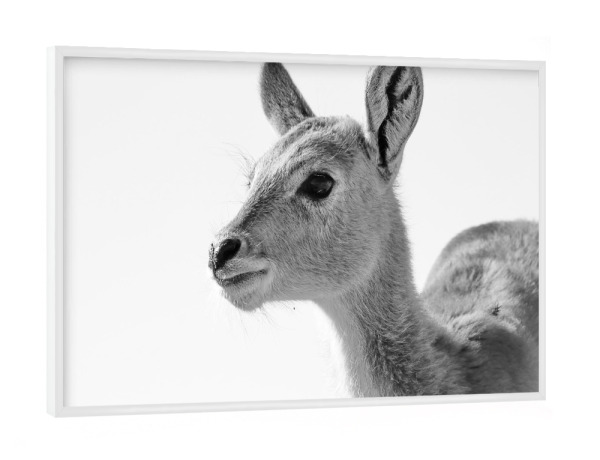 Poster mit weißem Rahmen "Sumpfantilopen Baby" artboxONE - Natur,Tiere,Schwarzweiß,Reise / Afrika