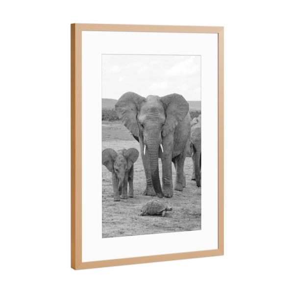Poster mit Rahmen Kupfer "Elefanten und Schildkröte" artboxONE - Natur,Schwarzweiß,Reise / Afrika