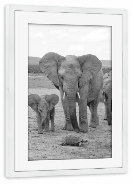 Poster mit Rahmen weiß "Elefanten und Schildkröte" artboxONE - Natur,Schwarzweiß,Reise / Afrika