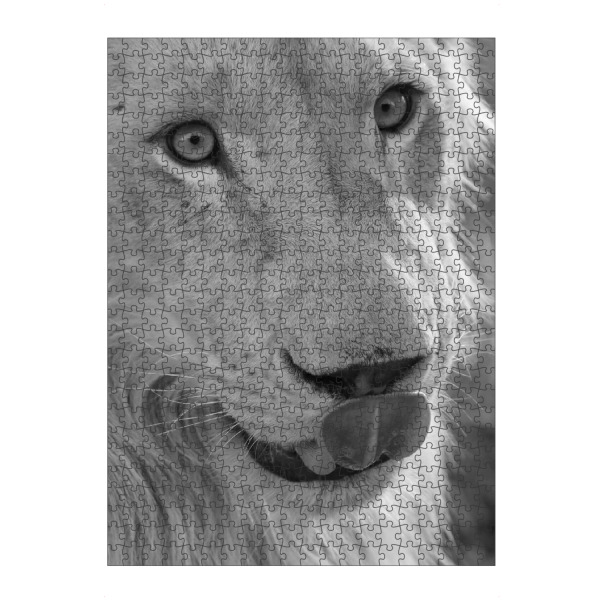 artboxONE Puzzle "Weißer junger Löwe" artboxONE - Natur,Schwarzweiß,Reise / Afrika