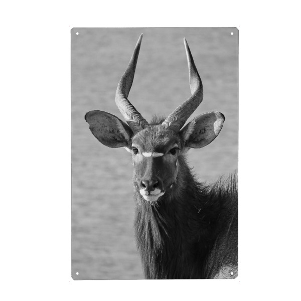 Metall Poster "Nyala Bulle" artboxONE - Natur,Tiere,Schwarzweiß,Reise / Afrika - Nyala,Bulle,Antilope,Afrika,Animal,Wild,Nature - Blechschild
