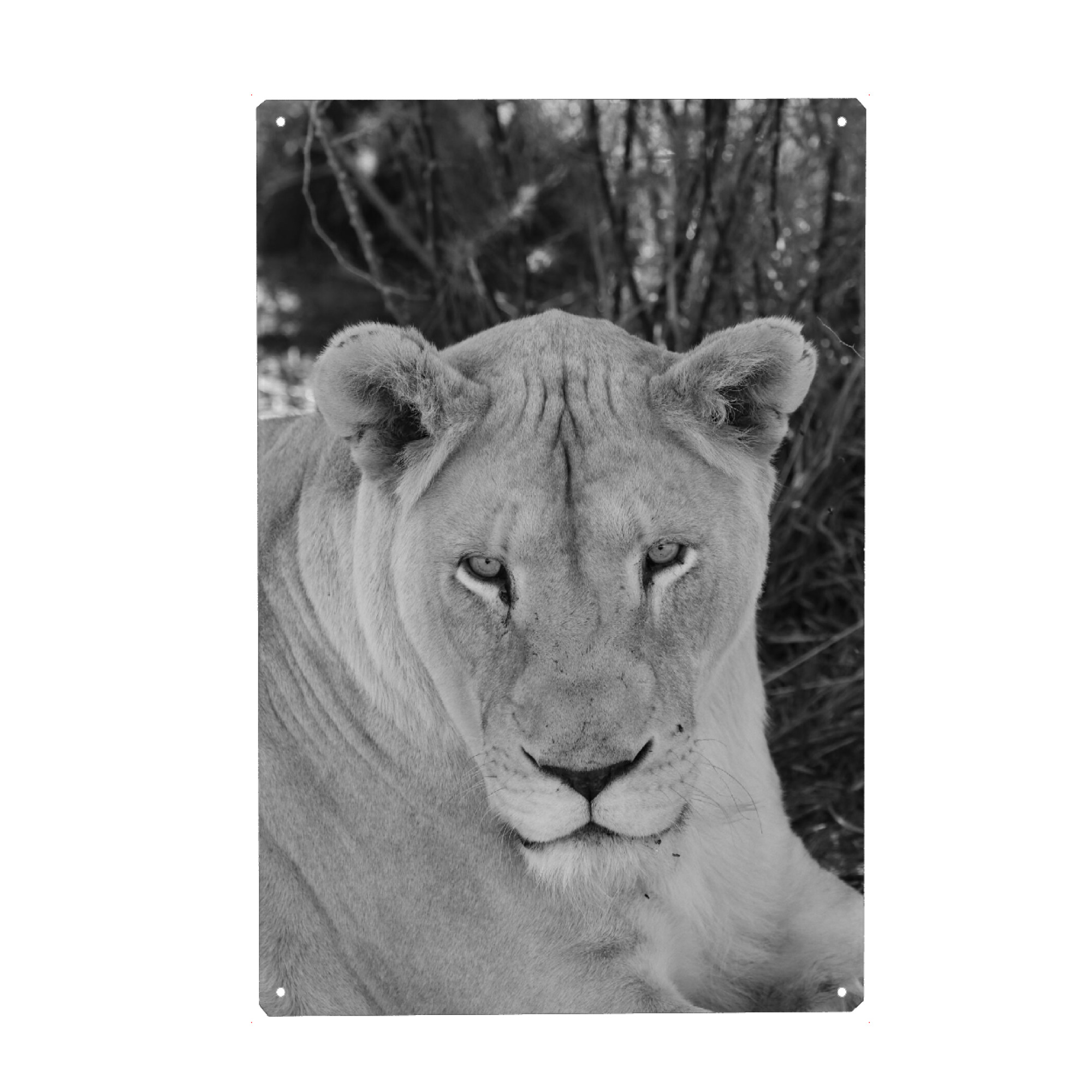 Metall Poster "Weiße Löwin" artboxONE - Natur,Tiere,Schwarzweiß,Reise / Afrika - Löwe,Löwin,Weiße löwin,Katze,Afrika,Nature,Wild,Animal,Portrait