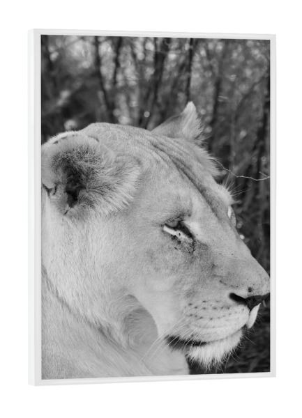Poster mit weißem Rahmen "Weiße Löwin im Portrait" artboxONE - Natur,Tiere,Schwarzweiß,Reise / Afrika