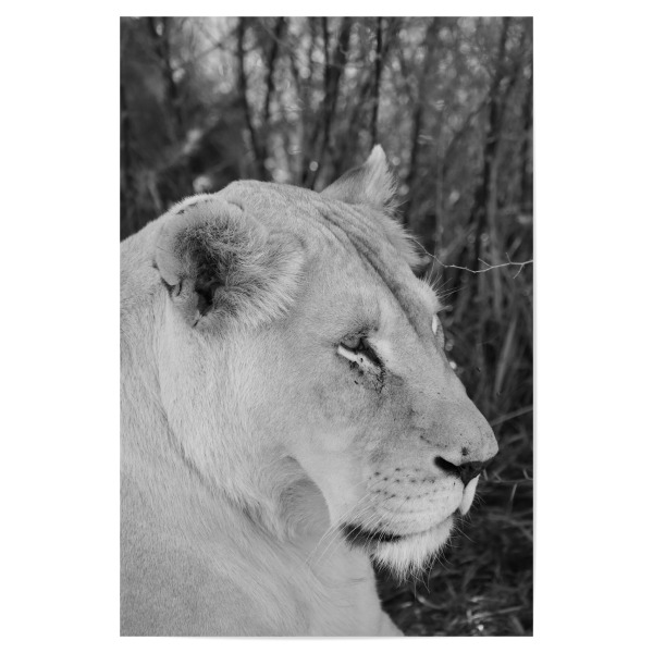 Poster "Weiße Löwin im Portrait" artboxONE - Natur,Tiere,Schwarzweiß,Reise / Afrika