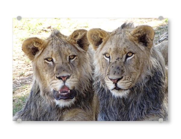 Acrylglasbild "Zwei Löwen Brüder farbig" artboxONE - Natur,Tiere,Reise / Afrika - Löwe,Brüder,Afrika,Großkatze,Nature,Animal,Wild