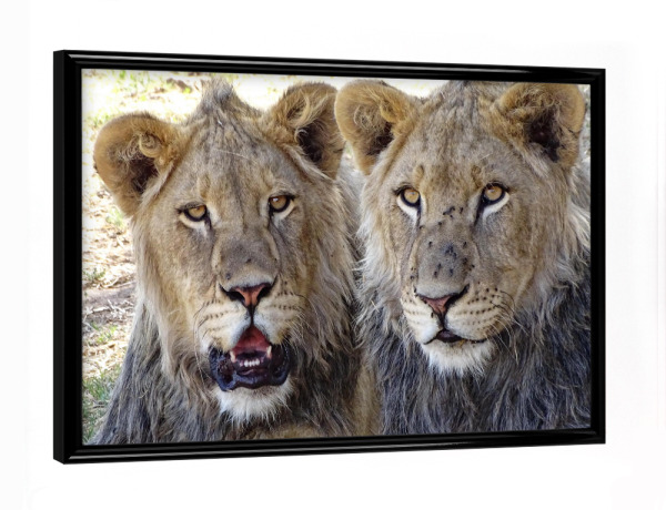 Poster mit schwarzem Rahmen "Zwei Löwen Brüder farbig" artboxONE - Natur,Tiere,Reise / Afrika - Löwe,Brüder,Afrika,Großkatze,Nature,Animal,Wild