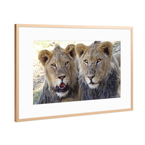 Poster mit Rahmen Kupfer "Zwei Löwen Brüder farbig" artboxONE - Natur,Tiere,Reise / Afrika - Löwe,Brüder,Afrika,Großkatze,Nature,Animal,Wild