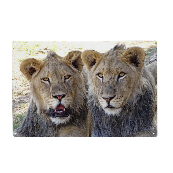 Holzbild "Zwei Löwen Brüder farbig" artboxONE - Natur,Tiere,Reise / Afrika - Löwe,Brüder,Afrika,Großkatze,Nature,Animal,Wild